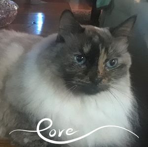 Meet your Posher, Paula